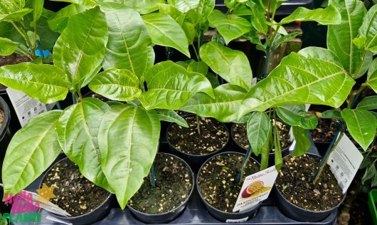 Numerous Passionfruit 'Panama Red' plants, known for their glossy green leaves, are neatly displayed on a black tray, each housed in a 5" pot and featuring a label adorned with an image of the fruit.