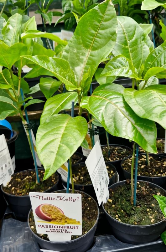 Potted passionfruit plants with large green leaves, labeled "Passionfruit 'Panama Red'," are available in a convenient 5" pot.