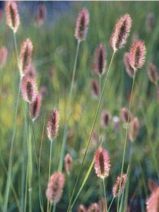 A close-up of Pennisetum 'Red Buttons' in a 3" pot highlights its tall grass with pinkish, fuzzy seed heads against a blurred green backdrop.