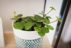 A Peperomia 'Hope' 5" in a hanging basket with round green leaves is displayed on a wooden surface, symbolizing hope with its vibrant presence.