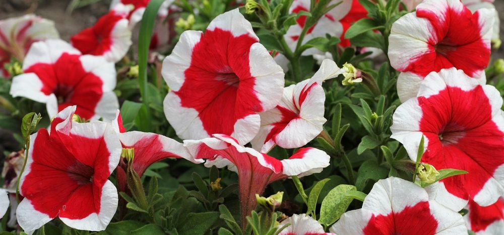 Close-up of red and white petunias with green leaves in a garden setting, reminiscent of festive Christmas trees.