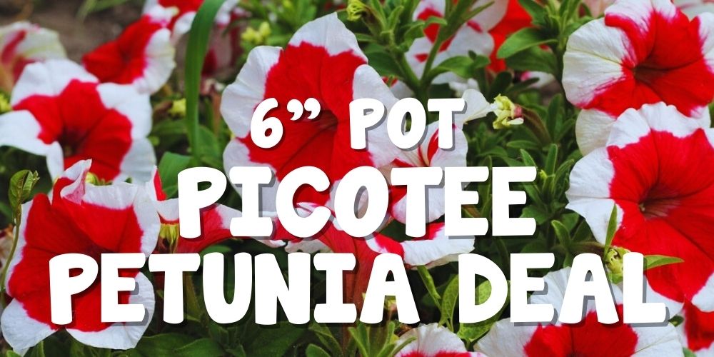 Red and white petunias with the text "6'' Pot Picotee Petunia Deal" over the image, perfect for a Boxing Day Clearance special.