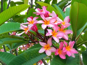 The Plumeria 'Perth Pink' Frangipani in an 8" pot blooms beautifully with its pink and yellow flowers against a backdrop of lush green leaves, capturing the essence of a WA sunset.