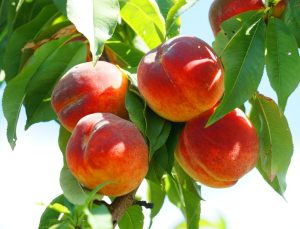 Four ripe peaches from a Prunus 'Crimson Rocket™' Columnar Peach (Dwarf) tree hang gracefully among green leaves, set against a clear blue sky.