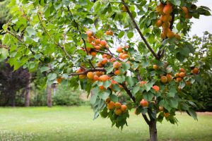 A Prunus 'Mariposa/Moorpark' Plum/Apricot (Double Graft) tree in a 12" pot, adorned with lush green leaves and abundant ripe, orange apricots, thrives in a grassy area.