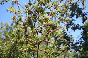 Clusters of small, ripe Prunus 'Mariposa/Moorpark' Plum/Apricot fruit set brilliantly against a clear blue sky.