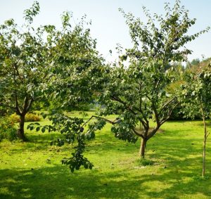 Two lush trees stand proudly in a grassy area under a clear sky, their leaves whispering secrets. Among them, a Prunus 'Satsuma/Mariposa' Plum (Double Graft) in a 12" pot adds its own vibrant touch to this serene landscape.