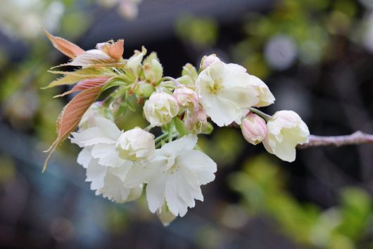 Close-up of a branch with white blossoms and a few pink buds from the Prunus 'Ojochin' Flowering Cherry, set against a blurred green background, capturing its delicate beauty.