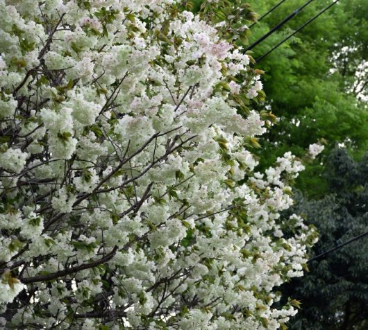 A Prunus 'Ojochin' Flowering Cherry (Copy) is adorned with dense white blossoms and light green leaves, standing out beautifully against a backdrop of other trees and power lines.