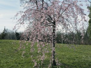 In a grassy field under a clear sky, the Prunus 'White or Pink' Weeping Cherry 1.8m in a 16" pot stands with delicate branches gently weeping.