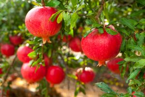 Pomegranates hanging on a tree branch with green leaves, against a blurred background of more pomegranates and foliage.