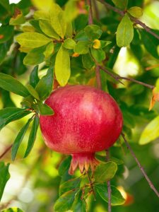 A ripe Punica 'Angel Gold' Pomegranate, housed in a 7" pot, hangs on a branch surrounded by verdant leaves.