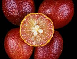 A halved blood orange is surrounded by four whole blood oranges, along with a vibrant Citrus 'Red Centre' Finger Lime 7" Pot, against a black background.