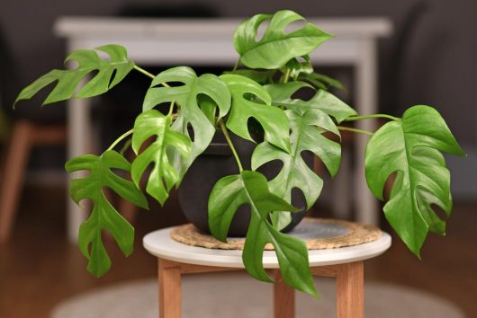 A green Monstera plant with split leaves sits in a dark pot on a small round table.