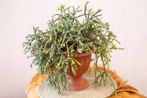 A lush, green Rhipsalis 'Brazillian' Jungle Cactus in a 5" hanging basket, featuring thin, succulent stems that spill over the sides.