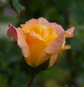 Close-up of an 'A Blooming Miracle' rosebud, yellow with pink edges, adorned in water droplets against a blurred green background.