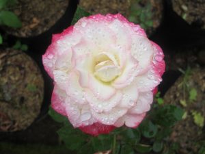 Close-up of a Rose 'Amnesty International' Bush Form with white and pink petals adorned by water droplets, set against a background of soil and greenery.