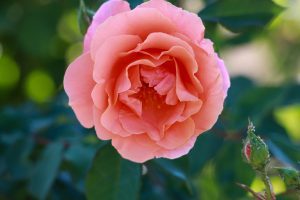 Close-up of a Rose 'Ali Baba' Climber in full bloom, its peach-colored petals surrounded by lush green leaves.