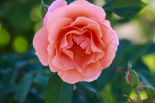 Close-up of a Rose 'Ali Baba' Climber in full bloom, its peach-colored petals surrounded by lush green leaves.