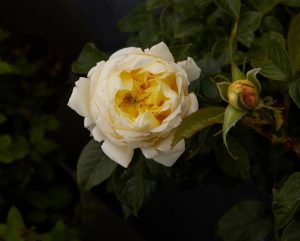 A "A Blooming Miracle" rose, with its pale yellow petals in full bloom, stands out against the dark leafy background.