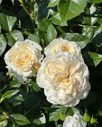 A trio of 'A Blooming Miracle' rose blooms, featuring pristine white petals and light yellow centers, are beautifully encircled by verdant green leaves.