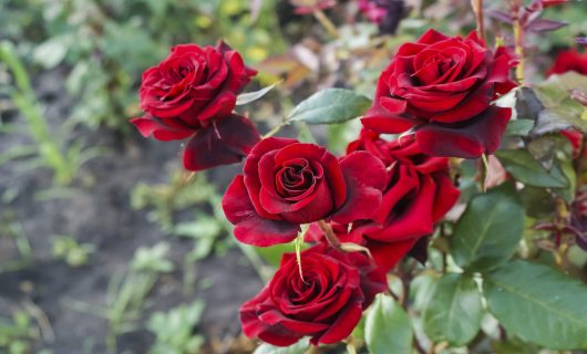 A cluster of vibrant 'A Blooming Miracle' rose bushes blooms in a garden setting, their striking red petals contrasting against lush green leaves in the background.