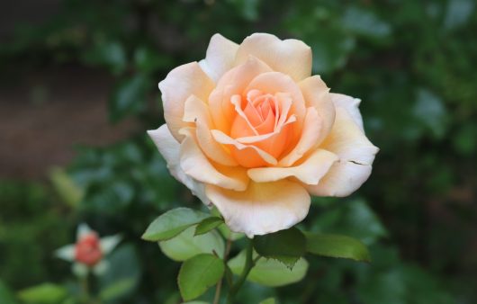 A 'A Blooming Miracle' rose in full bloom, its peach-colored petals striking against a backdrop of lush green leaves.