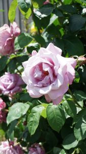 Close-up of a blooming light purple rose, belonging to the Rose 'Blue Emotion' Bush Form, surrounded by lush green leaves.