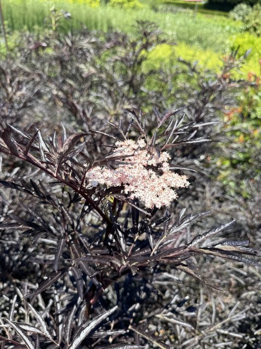 In a garden setting, the Sambucus 'Black Lace®' Elderberry 13" Pot stands out with its dark purple foliage and thin leaves adorned by clusters of small light pink flowers.