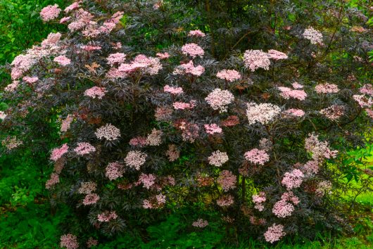 In a garden setting, the Sambucus 'Black Lace®' Elderberry 13" Pot showcases clusters of small pink flowers and dark leaves, reminiscent of the enchanting Black Lace variety.