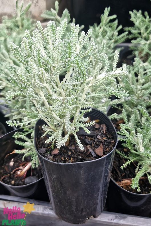 The Santolina 'Cotton Lavender' 6" Pot highlights silvery-green foliage with delicate, feathery leaves, perfect among similar plants.