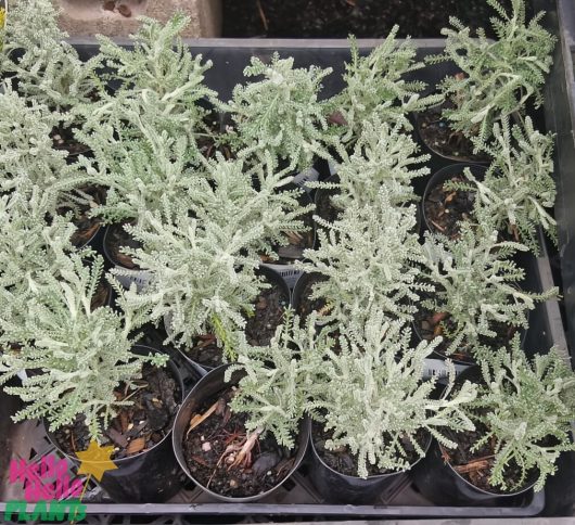 Several Santolina 'Cotton Lavender' 6" pot plants, with feathery gray-green foliage, are neatly arranged in a grid pattern to elegantly enhance any space.