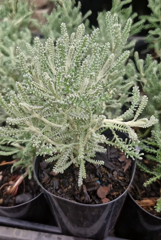 Close-up of Santolina 'Cotton Lavender' in a 6" pot, showcasing its intricate succulent form and pale green, textured leaves.