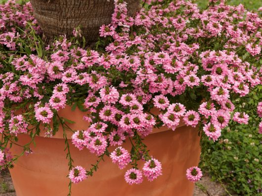 A potted arrangement showcases a tree trunk surrounded by dense clusters of pink daisy-like flowers, enhanced by the addition of cascading Scaevola 'Surdiva Pink' from a 6" pot, all nestled in a large terracotta planter.