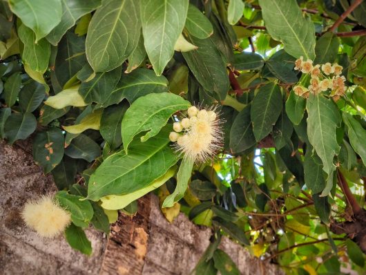 The vibrant leaves and subtle pale yellow blossoms of the Syzygium 'Rose Apple' tree, with some flowers forming clusters and others blooming individually against a brick wall backdrop, create a stunning visual.