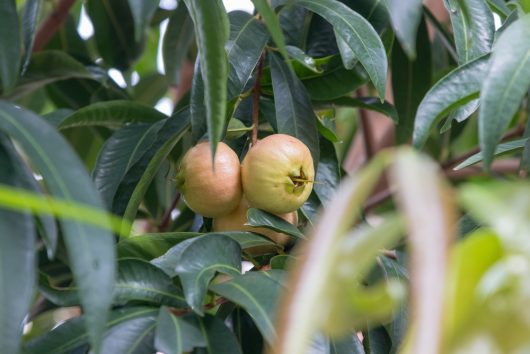 Two ripe, round fruits of the Rose Apple hanging from a tree branch, surrounded by green leaves, conjure up images of a lush Syzygium 'Rose Apple' 6" Pot.