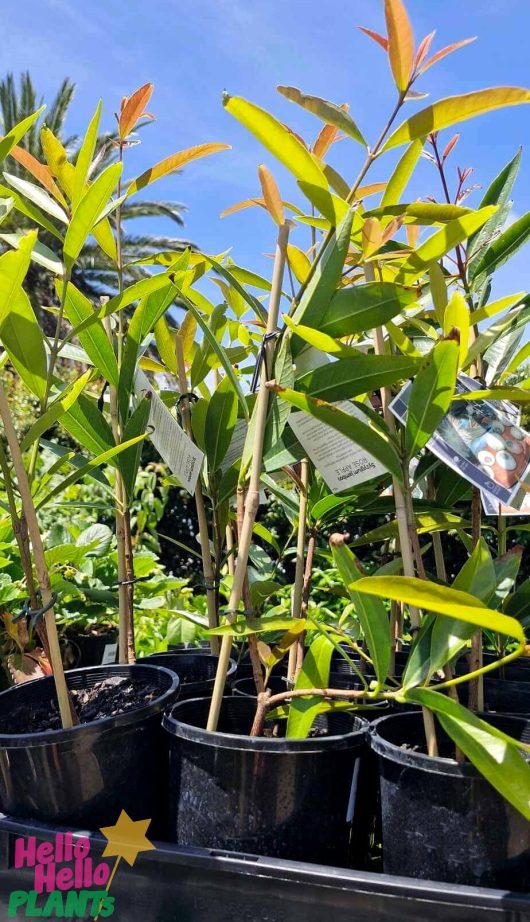 A Syzygium 'Rose Apple' 6" Pot at a garden center on a sunny day, featuring green and red-tipped leaves. The "Hello Hello Plants" logo is prominently displayed in the bottom left corner, highlighting their commitment to quality.