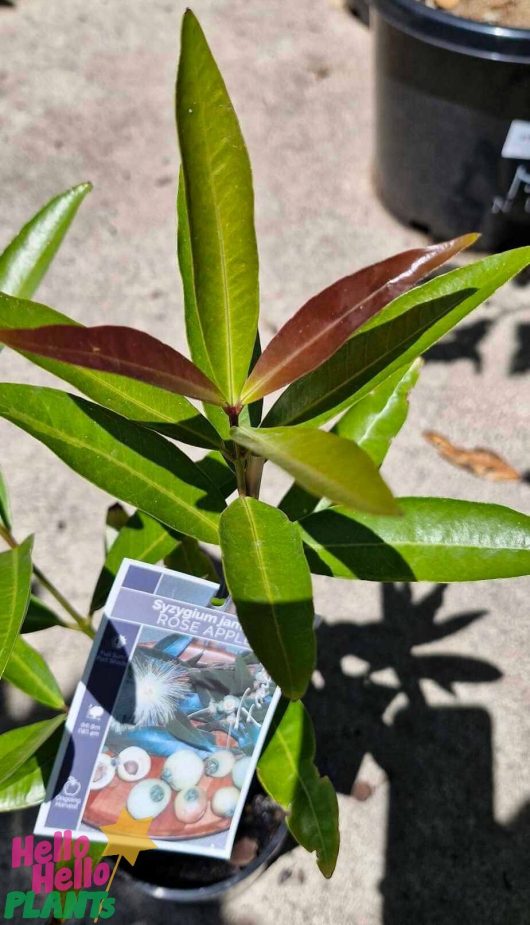 A young plant with glossy green leaves stands proudly in a 6" pot, identified as the Syzygium 'Rose Apple.' The accompanying tag displays an image of tantalizing Rose Apples, suggesting the delightful fruits this vibrant greenery might one day produce.