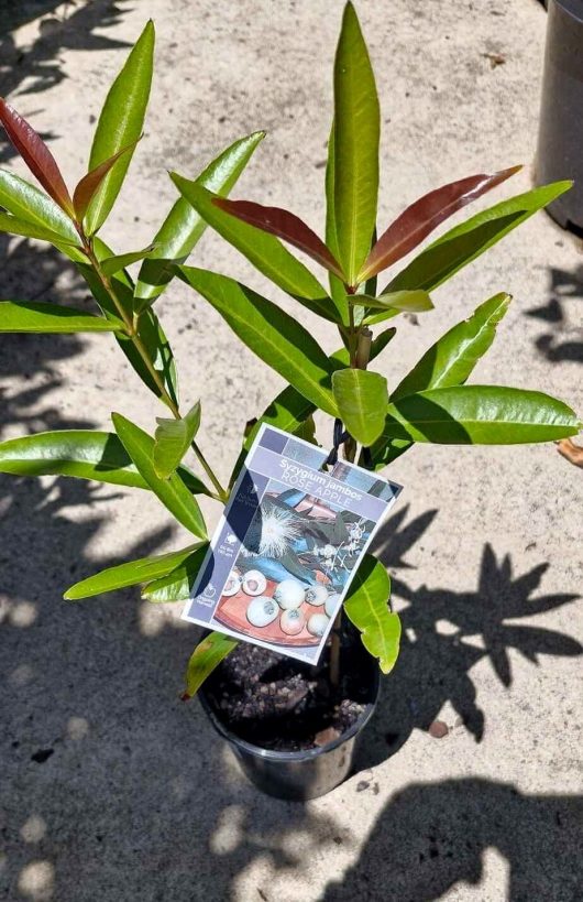 A Syzygium 'Rose Apple' plant in a 6" black pot showcases its glossy green leaves and comes with a label displaying images of rose apples, casting a shadow on the sunlit concrete surface.