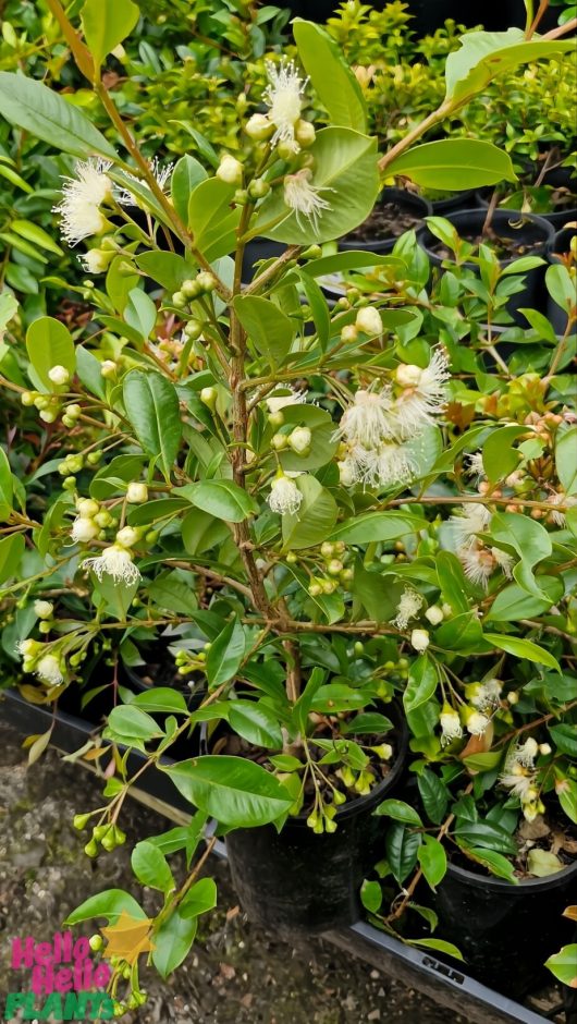 The Syzygium 'Backyard Bliss' Lilly Pilly in a 6" pot features glossy green leaves and small white blooms, ideal for outdoor display.