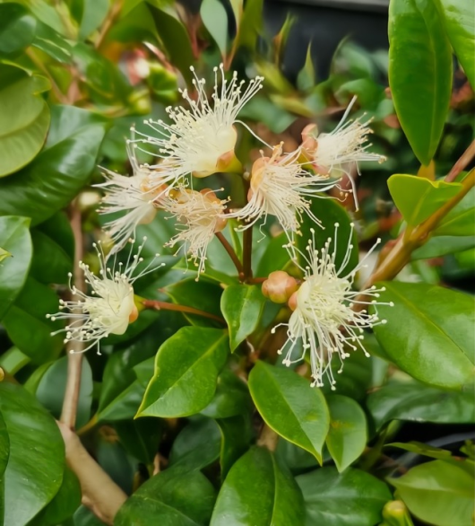 Close-up of white, fluffy flowers with long stamens on a Syzygium 'Backyard Bliss' Lilly Pilly branch, surrounded by glossy green leaves in a 6" pot.