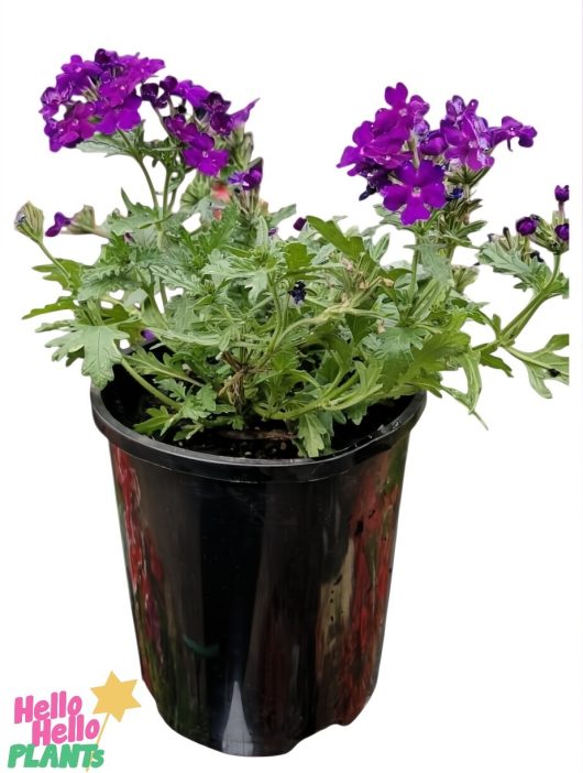 The Verbena 'Deep Purple,' with its vibrant purple blooms and lush green leaves, thrives in a sleek black 6" pot, creating an elegant display against a white backdrop.