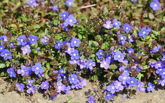 A cluster of small purple flowers with yellow centers and green leaves growing in a garden.