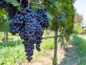 Close-up of ripe, dark purple grapes hanging from a vine in a vineyard.