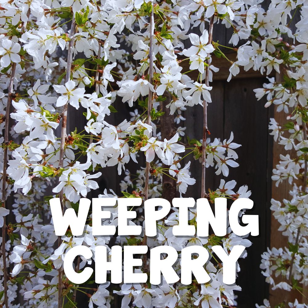 White weeping cherry blossoms cascade over branches, with the words "Weeping Cherry" in bold white text, reminiscent of a Boxing Day Clearance—nature's own exclusive offer you won't want to miss.