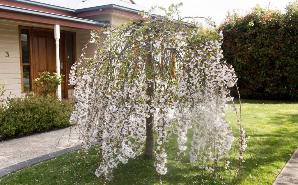 A small weeping cherry tree with white blossoms stands in a garden near a house, echoing the delicate charm of miniature Christmas trees.