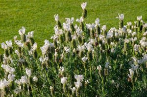 A cluster of white lavender flowers in bloom stands against a backdrop of green grass.