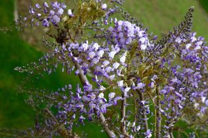 Purple and white wisteria flowers on vines against a green background.