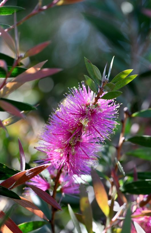 A Callistemon 'Lavender Showers' 6" Pot, showcasing its vibrant pink bottlebrush blooms nestled among lush green foliage, set against a softly blurred natural background.