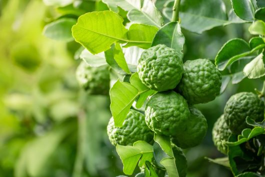 Close-up of vibrant green Citrus 'Bergamot' oranges and lush leaves on a citrus tree in a 7" pot.